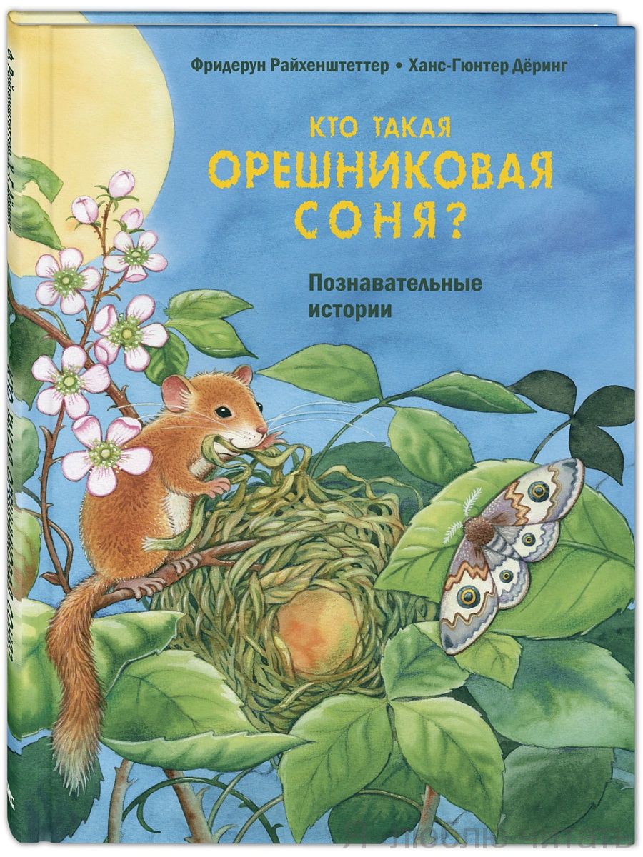 Кто такая орешниковая соня?
