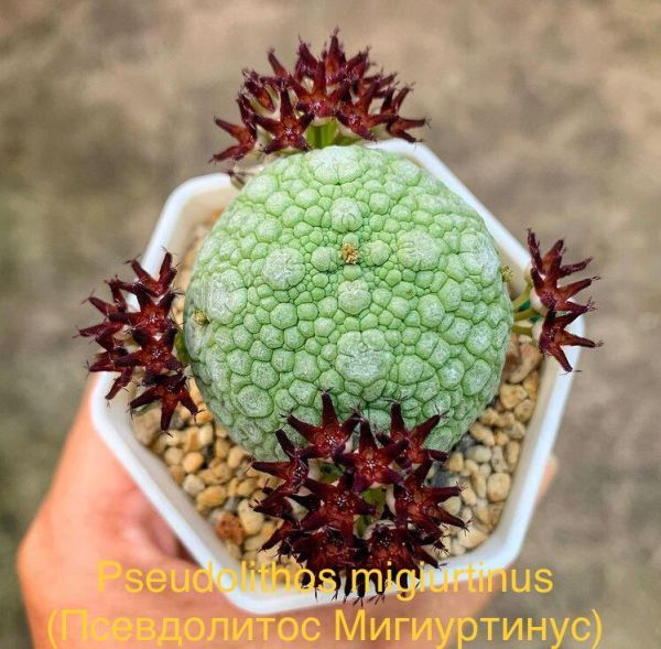 Pseudolithos migiurtinus (Псевдолитос Мигиуртинус)