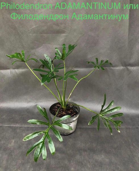 Philodendron ADAMANTINUM или Филодендрон Адамантинум