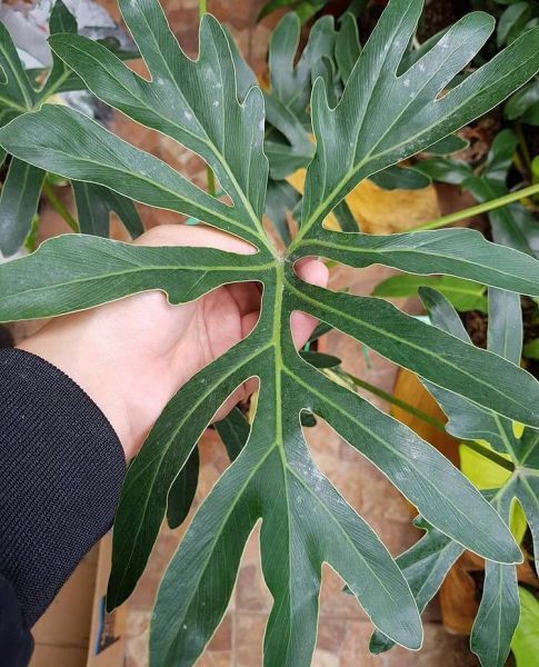 Philodendron ADAMANTINUM или Филодендрон Адамантинум