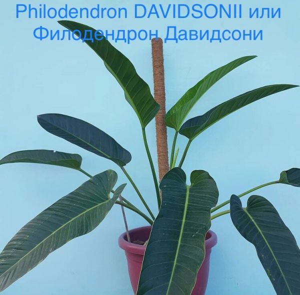 Philodendron DAVIDSONII или Филодендрон Давидсони