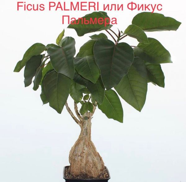 Ficus PALMERI или Фикус Пальмера