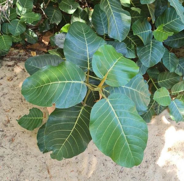 Ficus LUTEA или Фикус Желтый