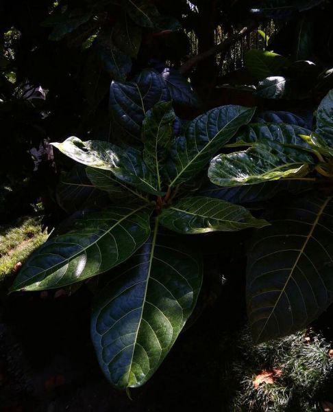 Ficus HABROPHYLLA или Фикус Хаброфилла