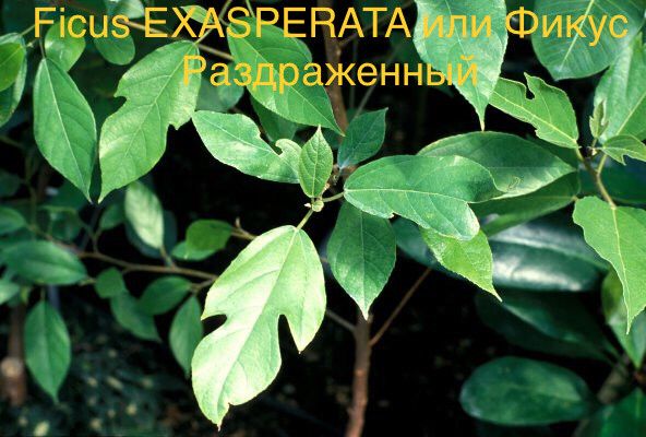 Ficus EXASPERATA или Фикус Раздраженный