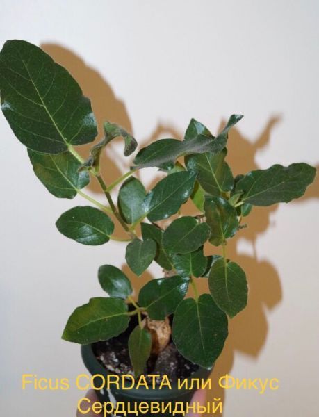 Ficus CORDATA или Фикус Сердцевидный