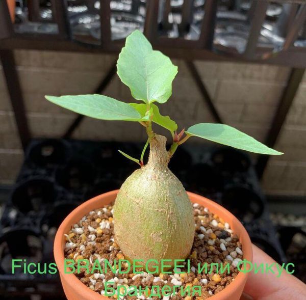 Ficus BRANDEGEEI или Фикус Брандегия