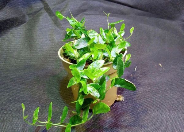 Ficus PUNCTATA или Фикус Точечный