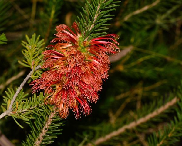 Calothamnus GILESII или Цветущая Ель