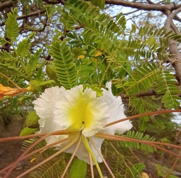 Delonix ELATA или Делоникс Элата