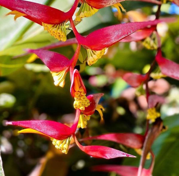 Heliconia COLLINSIANA или Геликония Коллинза