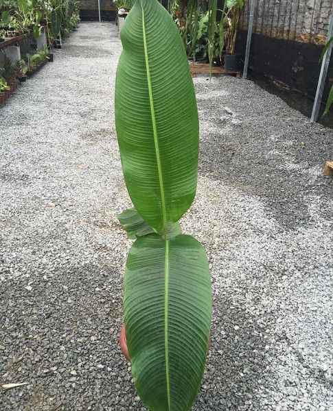 Heliconia DIELSIANA или Геликония Делсиана
