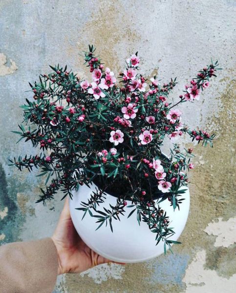 Leptospermum SCOPARIUM или Лептоспермум Метловидный