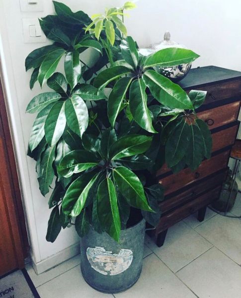 Schefflera ACTINOPHYLLA или Шеффлера Лучелистная