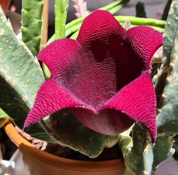 Stapelia LEENDERTZIAE или Стапелия Леендерца