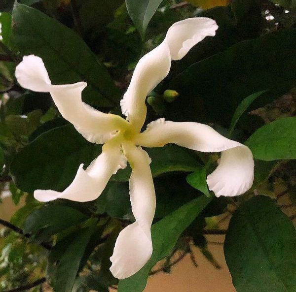 Tabernaemontana AFRICANA или Табернемонтана Африканская