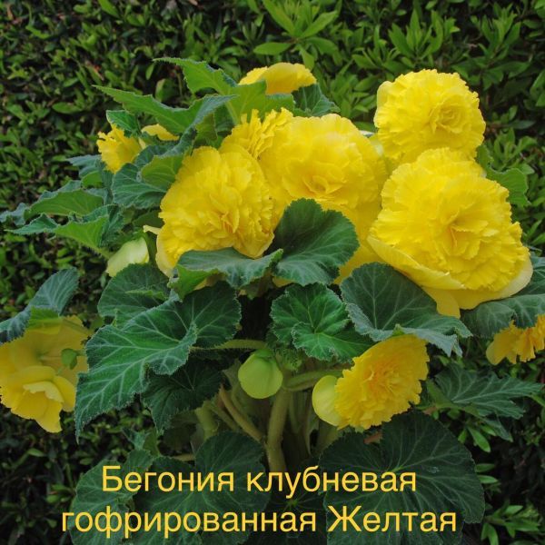 Бегония клубневая гофрированная Желтая