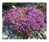 Suvipiha thymus serpyllum 5478