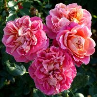 Сурир де Довиль (Sourire De Deauville)