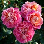 Сурир де Довиль (Sourire De Deauville)