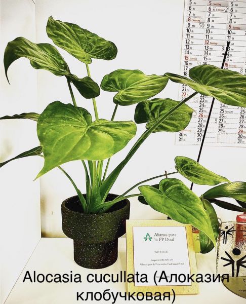 Alocasia cucullata (Алоказия клобучковая)