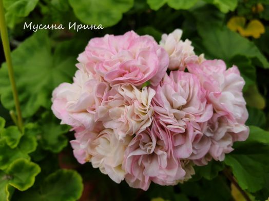 Odensjö Poetry In Motion № 0430