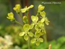 P. gibbossum № 2107