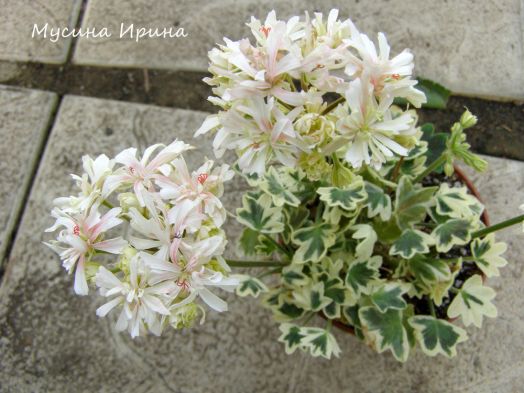 Silver Snow № 1007