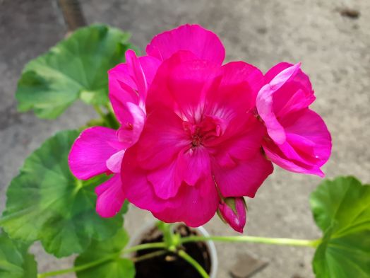 Toscana Fiona № 0166