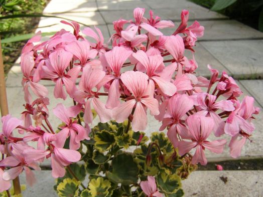 Golden Chalice № 0706