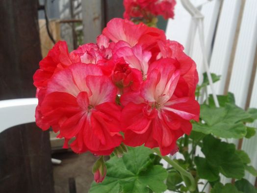 Princess Sandra № 0158