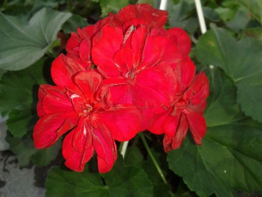 Toscana Bernd № 0165