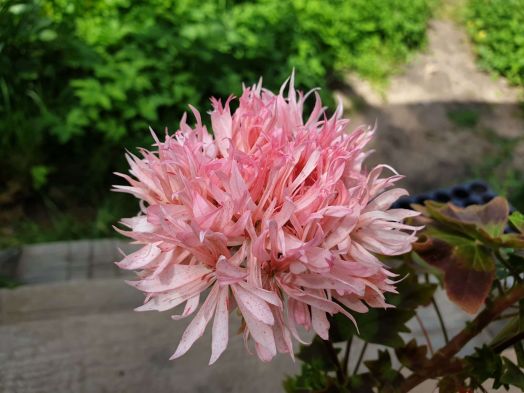 Vectis Spider № 1310