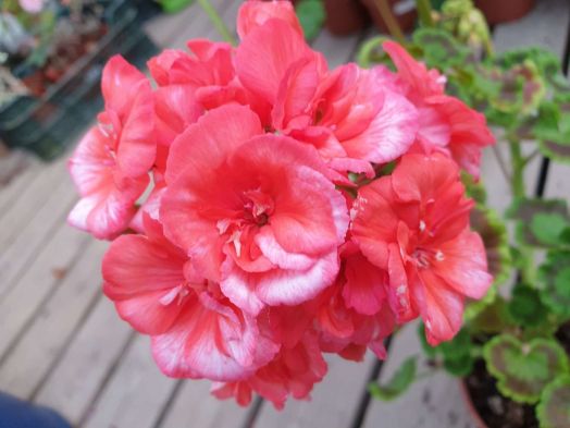 Eric hoskins № 0125