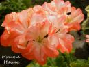 Lenore № 0623