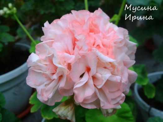 John's Pride № 0813