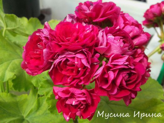 Monseruds Rosen № 0415