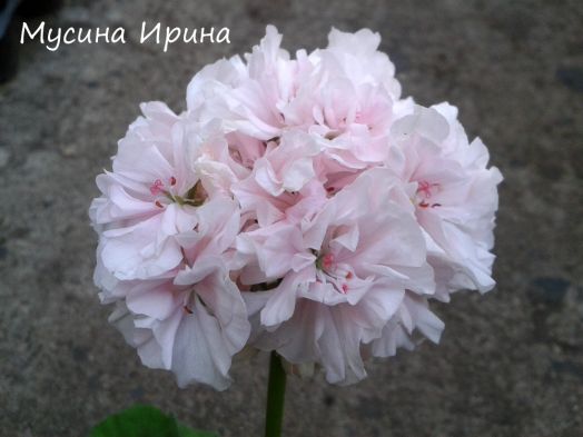 Granny Barter № 0129