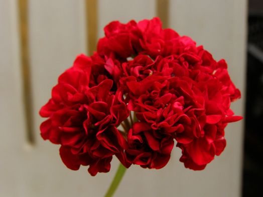 Black Pearl № 0405