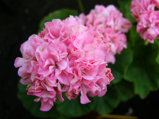 Noel Gordon № 0629