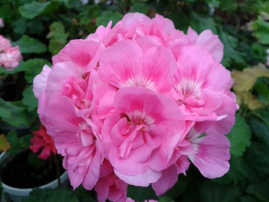 Bold Limelight № 0108