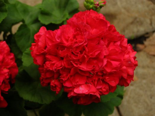 Kenny`s Double № 0621