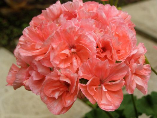 Bold Sunrise № 0111