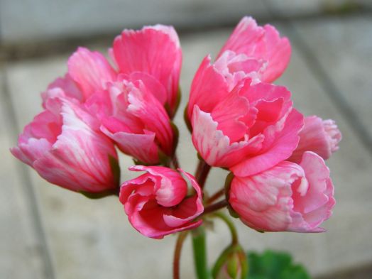 Marie Louise № 2309