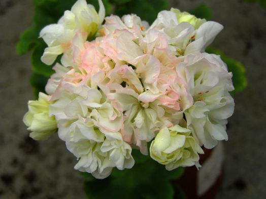 John's Chameleon № 0134