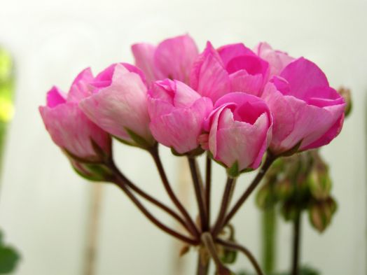 Linnea Andrea № 2307