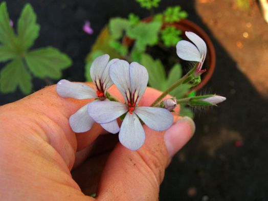 P. quinquelobatum № 2112