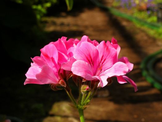 Pink Champagne № 2002