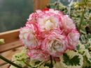 Westdale Appleblossom № 0719