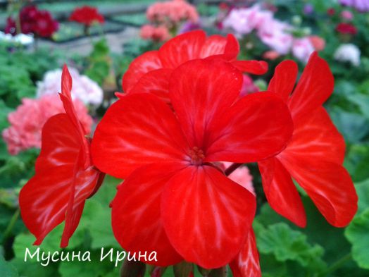 Mere Casino № 2502